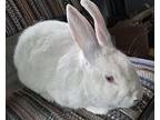 Jared, Florida White For Adoption In Westford, Massachusetts