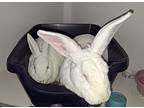 Ashley, Other/unknown For Adoption In Westford, Massachusetts