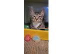 Ginger, Domestic Shorthair For Adoption In Tioga, Pennsylvania
