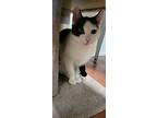 Mary Ann, Domestic Shorthair For Adoption In Tioga, Pennsylvania