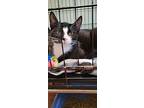 Gilligan, Domestic Shorthair For Adoption In Tioga, Pennsylvania