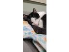 Thurston, Domestic Shorthair For Adoption In Tioga, Pennsylvania