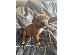 Ocean, American Staffordshire Terrier For Adoption In San Juan Capistrano