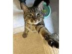 Chuck, Domestic Shorthair For Adoption In Arlington, Vermont