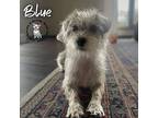 Blue (mom Of Habitat Litter), Cairn Terrier For Adoption In Omaha, Nebraska