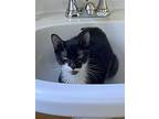 Brooklyn In Ct, Domestic Shorthair For Adoption In East Hartford, Connecticut