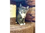 Boots In Ct, Domestic Shorthair For Adoption In East Hartford, Connecticut