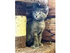 Blue In Ct, Domestic Shorthair For Adoption In East Hartford, Connecticut