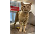 Abbott, Domestic Shorthair For Adoption In Lincoln, Nebraska