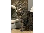 Othelo Meet 11/15, Domestic Shorthair For Adoption In East Hartford, Connecticut