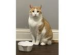 Toby Meet 11/15, Domestic Shorthair For Adoption In East Hartford, Connecticut