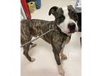 Marty, American Staffordshire Terrier For Adoption In Lincoln, Nebraska