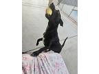 Mila, Labrador Retriever For Adoption In Gilbert, Arizona