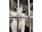 Wiggles, Tabby For Adoption In Cranston, Rhode Island