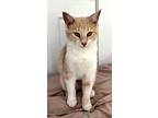 Honey Bunny, Domestic Mediumhair For Adoption In Salem, New Hampshire