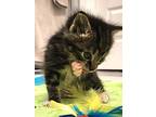 Atlas, Domestic Shorthair For Adoption In Savannah, Georgia