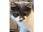 Kitten Boogie Woogie, Domestic Mediumhair For Adoption In Salem, New Hampshire