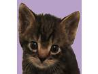 Libra, Domestic Shorthair For Adoption In Savannah, Georgia