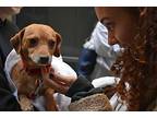 Little Lovebug, Dachshund For Adoption In New York, New York