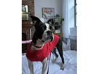 Sofa Snuggler, Boston Terrier For Adoption In New York, New York
