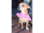 Bristol, Dachshund For Adoption In Bandera, Texas