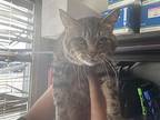 paco*, Domestic Shorthair For Adoption In Salt Lake City, Utah