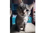 Ketchikan, Domestic Shorthair For Adoption In Bellingham, Washington