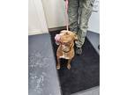 Hazel, Labrador Retriever For Adoption In Linton, Indiana