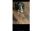 Luna Blair, Dachshund For Adoption In Humble, Texas