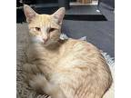 Hobbes, Domestic Shorthair For Adoption In Island Lake, Illinois