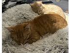 Calvin, Domestic Shorthair For Adoption In Island Lake, Illinois