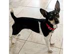 Boone (tn), Rat Terrier For Adoption In Chattanooga, Tennessee