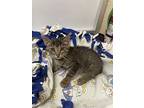 Ringo, Domestic Shorthair For Adoption In Parlier, California