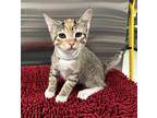 Domestic Shorthair For Adoption In Pomona, California