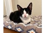 Stacia, Domestic Shorthair For Adoption In Parlier, California