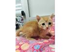 Mustard, Domestic Shorthair For Adoption In Parlier, California
