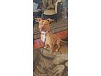 Redford Shane Pup, American Pit Bull Terrier For Adoption In Hermosa, California