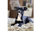 Puppy 26263 (zoey), Terrier (unknown Type, Medium) For Adoption In Parlier
