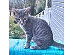 Cuddles, Domestic Shorthair For Adoption In Rutherfordton, North Carolina
