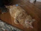 Big Yella, Maine Coon For Adoption In Palatine, Illinois