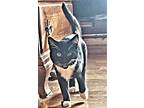 Angelou, Domestic Shorthair For Adoption In Rutherfordton, North Carolina