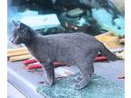 Windy, Domestic Shorthair For Adoption In Rutherfordton, North Carolina