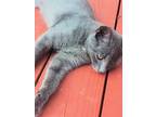 Stormy, Domestic Shorthair For Adoption In Rutherfordton, North Carolina
