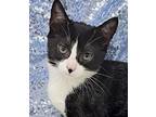 Gonzo Is Goofy Greatness!, Domestic Shorthair For Adoption In Bedford Hills