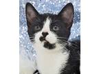 Piggy Has Such Kissy Pouty Lip, Domestic Shorthair For Adoption In Bedford