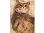 Felicia, Domestic Shorthair For Adoption In Blountville, Tennessee