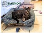 Daemon Catgaryen, Domestic Shorthair For Adoption In Provo, Utah