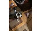 Titus The Toy Lover, American Pit Bull Terrier For Adoption In Provo, Utah