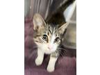 Pinecone (24-262 C), Domestic Shorthair For Adoption In Saint Johns, Michigan