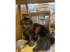 Max, Domestic Longhair For Adoption In Worcester, Massachusetts